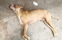 Vụ lùa chó qua cắn hàng xóm: Pitbull, Becgie có là... hung khí nguy hiểm?