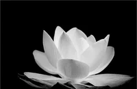 Tiễn biệt thầy Đoàn Trung Dũng...