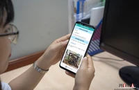 Cần làm gì khi phát hiện cây xanh sắp gãy đổ?