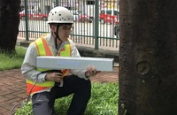 Nước ngoài dùng công nghệ gì để hạn chế gãy đổ cây xanh?