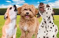 Công cụ AI giúp con người hiểu được tiếng chó sủa