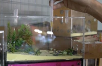 Video: Trào lưu nuôi kiến cảnh làm thú cưng ở Sài Gòn