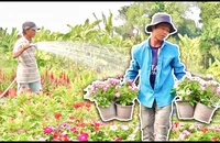 Rực rỡ sắc hoa đón tết ở làng hoa lớn nhất TP.HCM