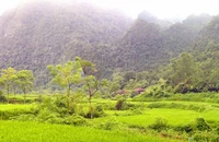 Món quà của “thần rừng”