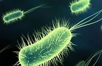 Vi khuẩn loét H. pylori có thể ngăn bệnh tiêu chảy