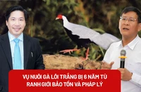 Từ vụ gà lôi trắng và bản án 6 năm tù: Hiểu thế nào về nhân giống động vật hoang dã?