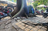 TP.HCM: Cây gòn bật gốc nghiêng sát lối đi ở cư xá Thanh Đa