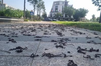 Hàng ngàn con giun đất bò lên vỉa hè, chết la liệt ở Quảng Ngãi