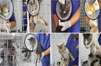 TP.HCM: Công an phường Tân Hưng tìm chủ sở hữu 25 chó, mèo nghi bị trộm