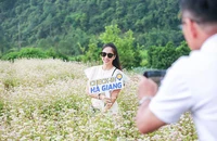 Đẹp ngỡ ngàng với cánh đồng hoa tam giác mạch trái mùa ở Hà Giang