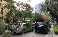 Cây đổ đè 2 ô tô đang chạy trên đường 