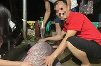 Người dân bắt được cá trắm nặng hơn nửa tạ tại hồ Thác Bà