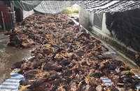 Hơn 6000 con gà chết ngạt vì sét đánh làm hư quạt 