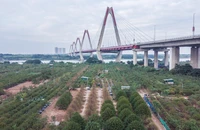 Hà Nội: Làng Nhật Tân tất bật tuốt lá đào để cây ra hoa đúng dịp Tết Nguyên đán 2023