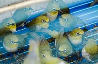 Nhiều đàn chim ủ rũ trong lồng chờ ngày phóng sinh