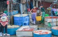 Chợ cá Yên Sở ở Hà Nội tấp nập gần ngày cúng ông Công ông Táo