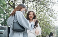 Hoa ban nở rộ, người Thủ đô mải mê check-in