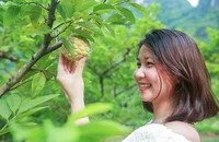 Na Chi Lăng 120.000 đồng/kg vẫn không lo ế