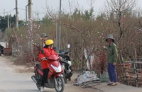 Đào Nhật Tân bung nở, nhiều người mua về chơi Tết sớm