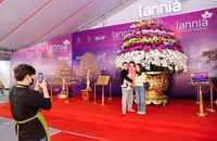 Chậu hoa lan hồ điệp khổng lồ giá gần 4 tỉ đồng