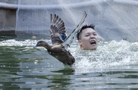 Độc đáo hội thi bắt vịt ở Hà Nội