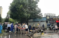 Cây ngã do cơn mưa lớn ở Hà Nội, 2 người thương vong