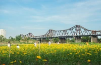 Người trẻ mê mẩn vườn hoa cúc nở rộ dưới chân cầu Long Biên