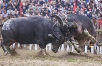 Mãn nhãn với những màn đấu kịch tính tại Lễ hội chọi trâu truyền thống