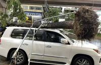Hà Nội: Mưa giông làm nhiều cây xanh bị đổ, giao thông ùn tắc 