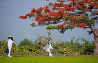 Người dân Sài Gòn ra đồng chụp ảnh với 'cây phượng cô đơn'