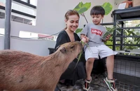 Quán cà phê có hai bé capybara, khách nhí phát cuồng