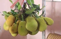 Hoa quả độc, lạ ở tuần lễ trái cây quận 8
