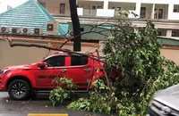 Cây xanh tét nhánh rơi trúng ô tô trong mưa lớn ở quận 1