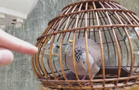 Trộm chim cu gáy ở Nhật Tảo gặp trúng lúc đặc nhiệm tuần tra