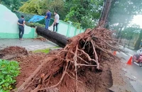 Cây cổ thụ đổ sập, đè chuồng thú trong Thảo Cầm Viên