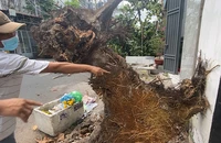 Xe tải va kéo đổ cây bàng, đè trúng đường dây điện ở Tân Phú