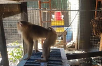Hai con khỉ “đại náo” được người dân bàn giao cho kiểm lâm