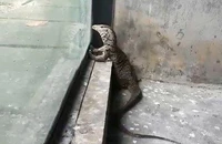 Kỳ đà quý hiếm dài hơn nửa mét bò vào nhà dân ở TP.HCM