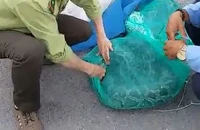 Công nhân phát cỏ bắt được 2 con trăn nặng gần nửa tạ