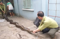 Người đàn ông không bán trăn đất 23 năm tuổi, nặng 63kg mà giao kiểm lâm