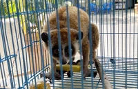 Con culi quý hiếm bò vào nhà dân ở TP. Thủ Đức