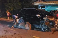 Người trong cuộc nói về vụ ‘ô tô tông chết trâu, chủ trâu đòi đền tiền’