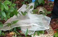 Kiểm lâm thả 65 cá thể động vật hoang dã về rừng ở Đồng Nai