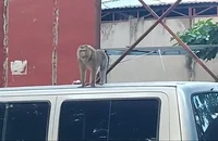2 con khỉ quậy, hay bẻ trộm trái cây, bắt chó gà ở Hóc Môn và quận 12