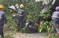 Cây bật gốc đè trúng nhiều xe máy trước quán cà phê ở Tân Phú