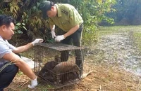 Con khỉ 'quậy' ở xã Vĩnh Lộc B cùng 40 động vật hoang dã được thả về Đồng Nai