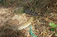 Thả trăn đất hơn nửa tạ cùng 23 động vật hoang dã về rừng U Minh