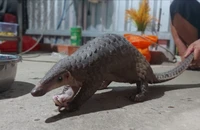 Kiểm tra vườn lan khi chó sủa ran, người đàn ông bắt được tê tê quý