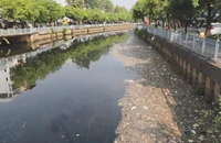 Lại tiếp tục tái diễn cảnh ‘mưa to đầu mùa, cá chết đầy kênh Nhiêu Lộc – Thị Nghè’