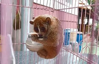 Quét sân, người dân ở TP Thủ Đức bắt được con ‘cù lần’ quý hiếm trên cây khế